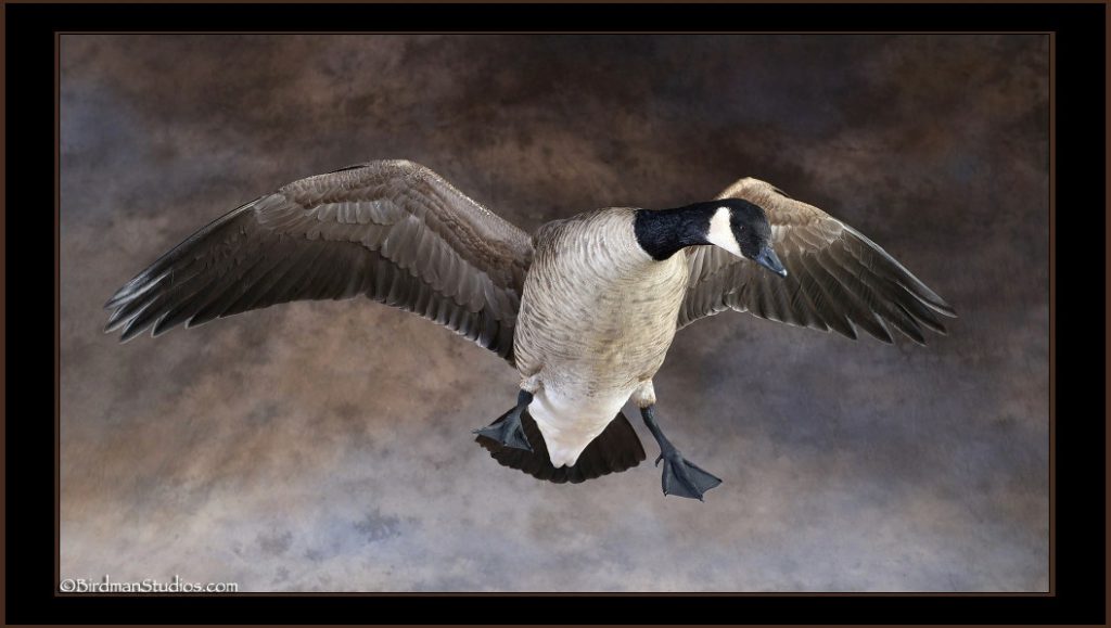 Canada Goose Landing Mount