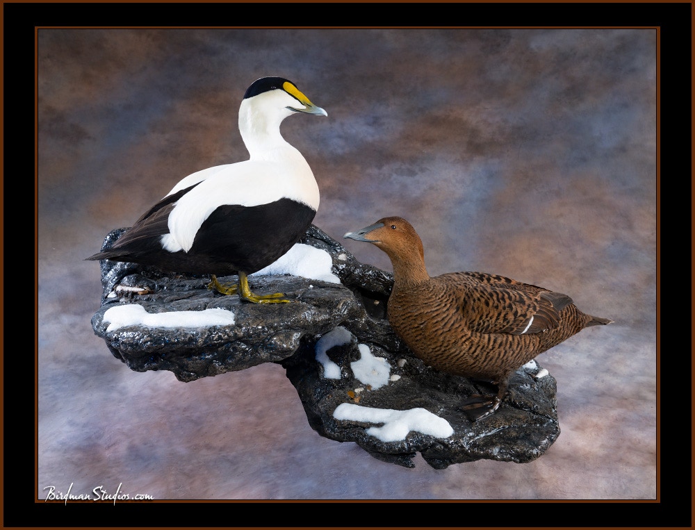 How do you mount a bird? - DF Taxidermy - quality bird mounts