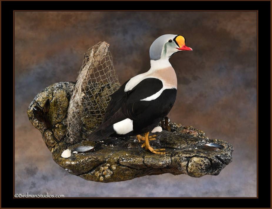 How do you mount a bird? - DF Taxidermy - quality bird mounts