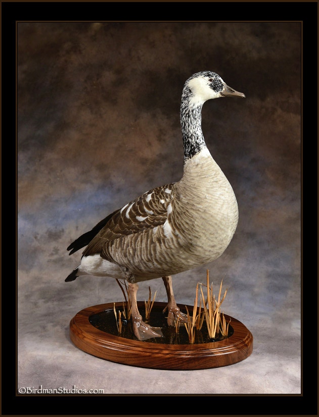 Canada Goose Mounts Waterfowl Exceptional Quality