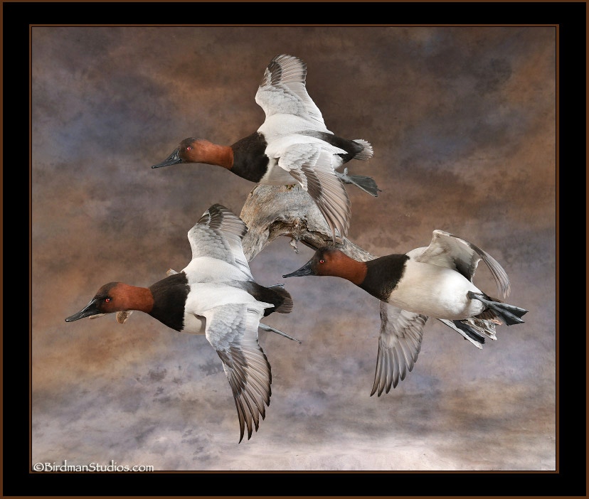 Canvasback Drakes Flying Wall Mount