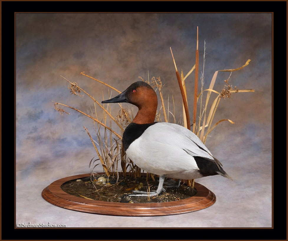Canvasback Mounts Best Duck Taxidermy Exceptional Quality