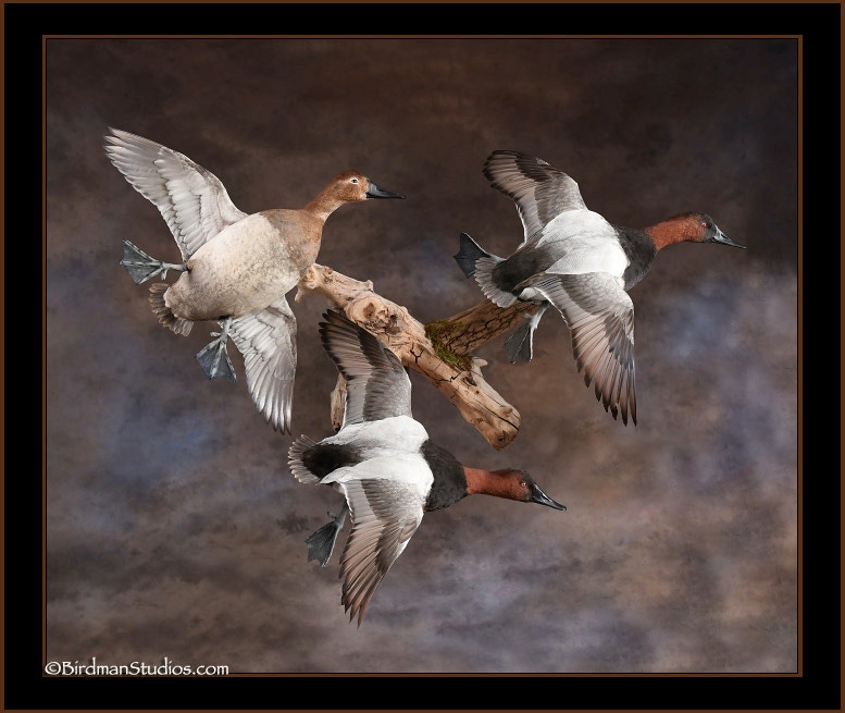 Canvasback Trio Group Mount