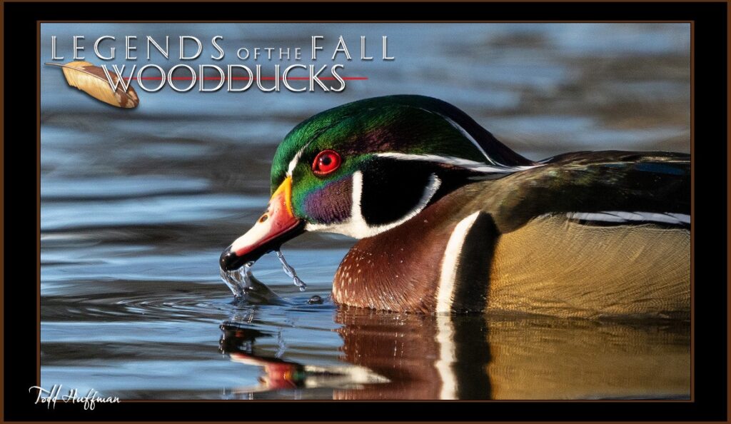 Fall Wood Duck Swimming- Todd Huffman