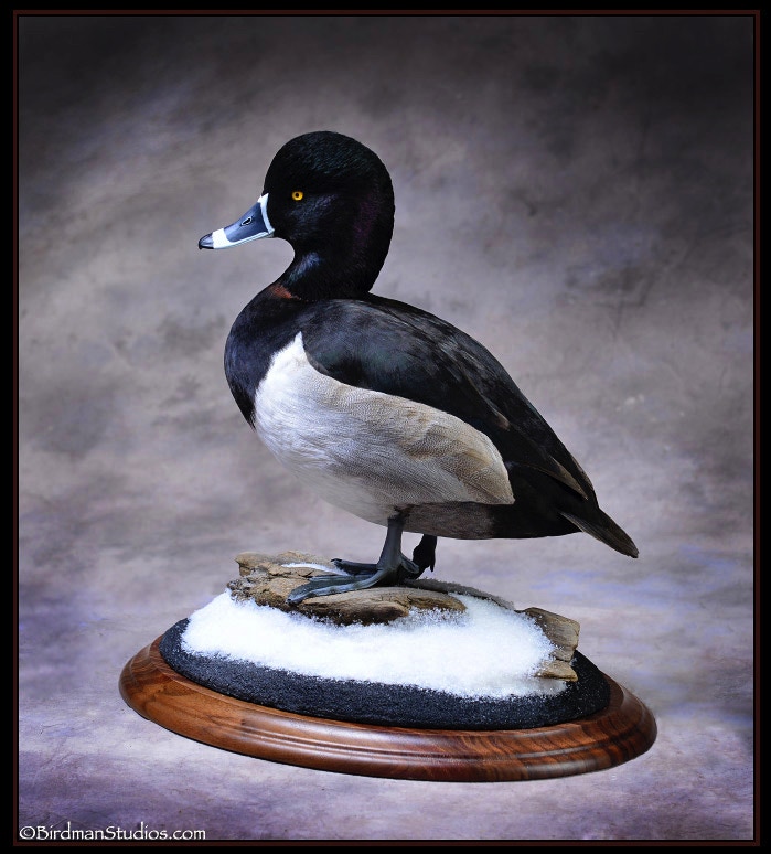 Ring Neck Drake – Bodt Decoys