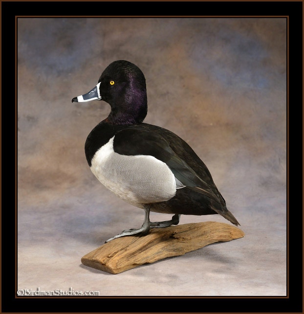 Ring-Necked Duck - Facts, Diet, Habitat & Pictures on Animalia.bio