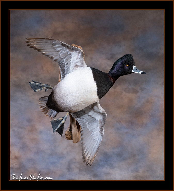 Ring Necked Duck Hunting - Waterfowlers Challenge