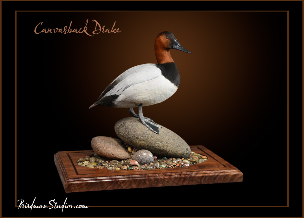 Canvasback Standing Mount