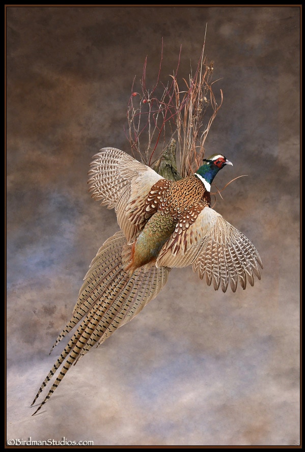 Yellow Golden Pheasant Wall Mounted Taxidermy