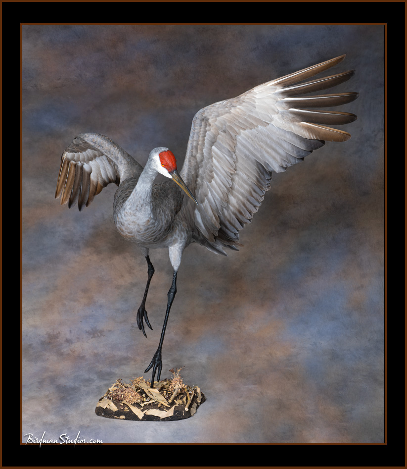 Sandhill Crane Taxidermy Mount