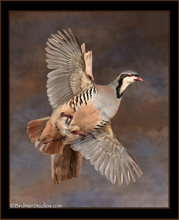 Chukar Mounts Upland Game Birds Birdman Studios